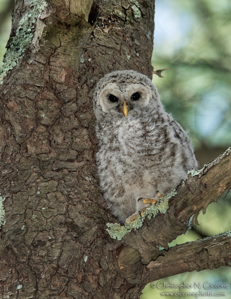 Barred Owl