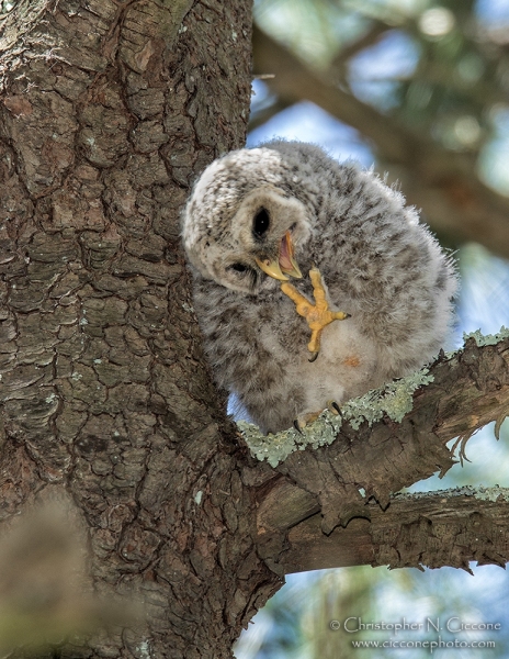 Barred Owl