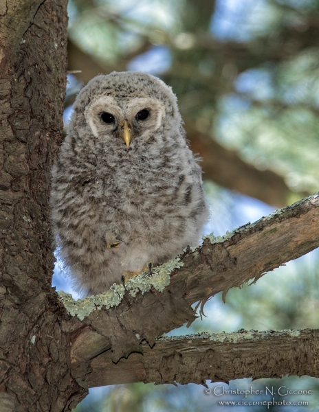 Barred Owl