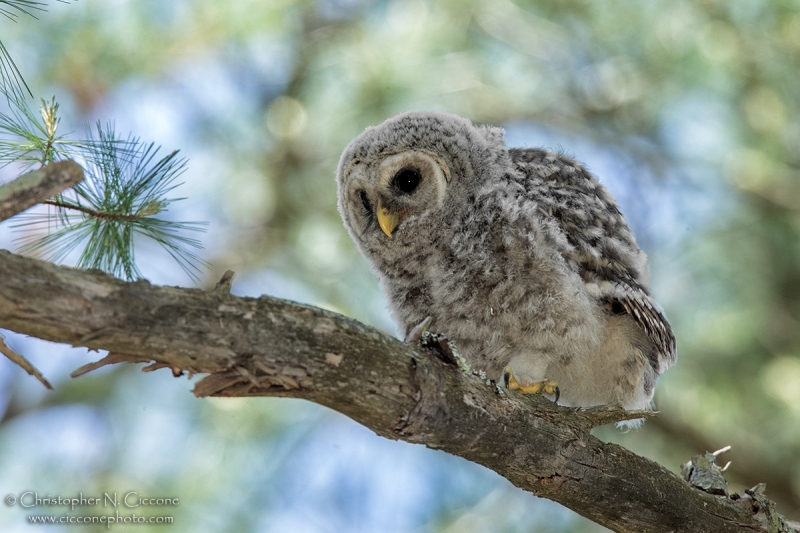 Barred Owl