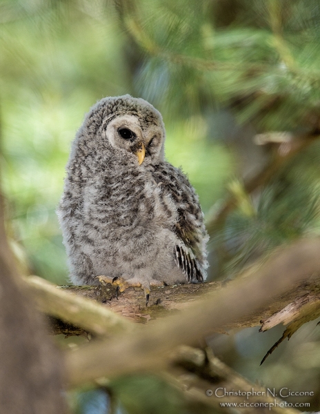 Barred Owl