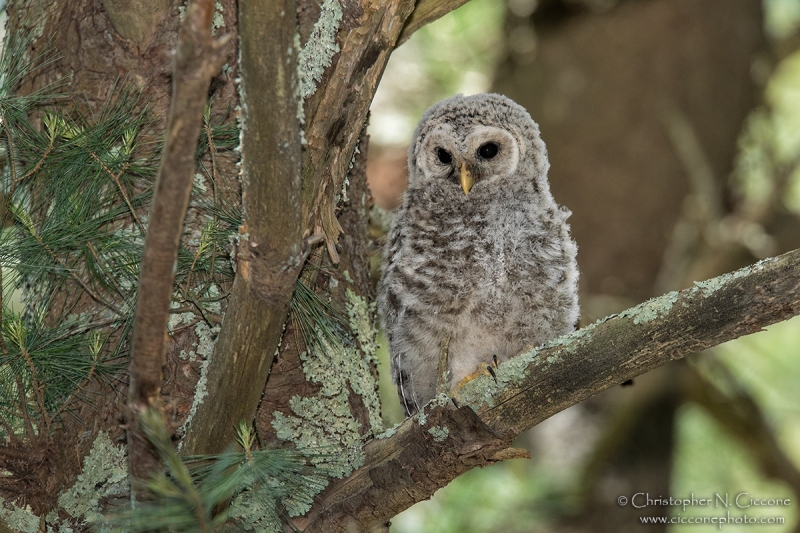 Barred Owl