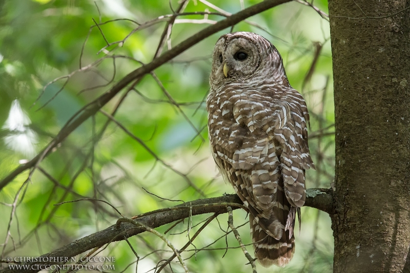 Barred Owl