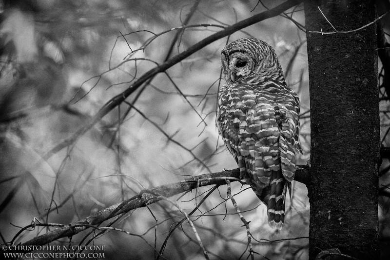 Barred Owl