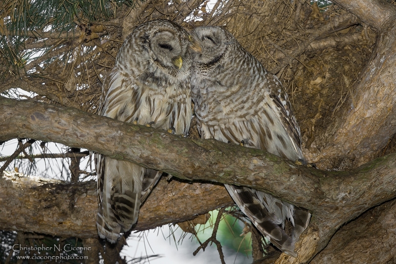 Barred Owl