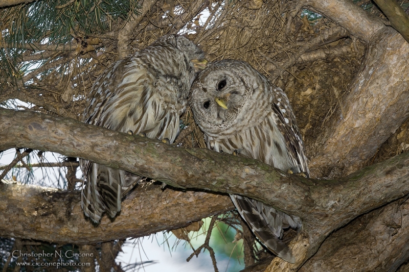 Barred Owl