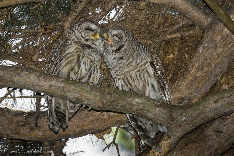 Barred Owl