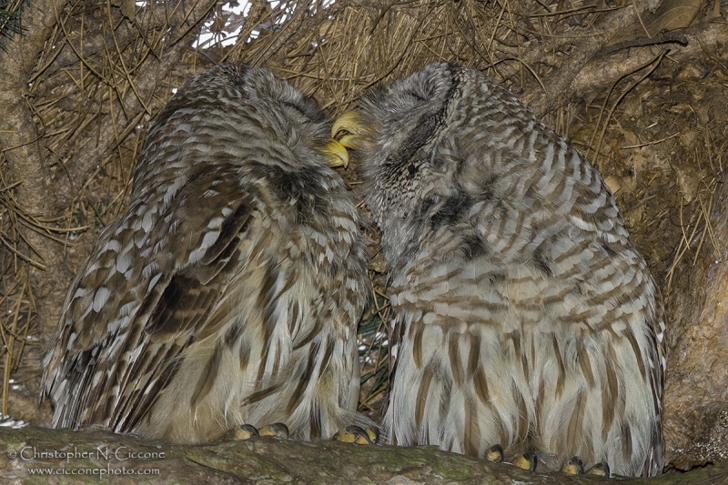 Barred Owl