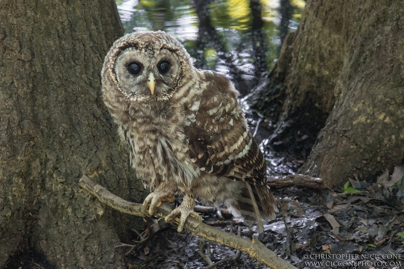 Barred Owl