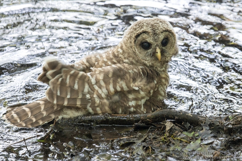 Barred Owl