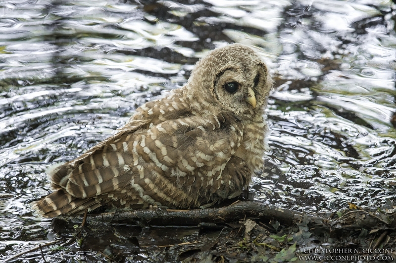 Barred Owl