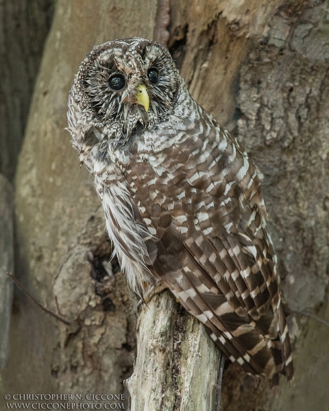 Barred Owl