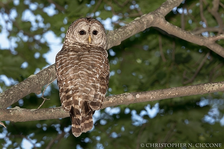 Barred Owl