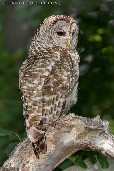 Barred Owl