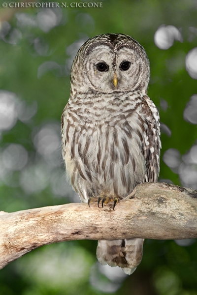 Barred Owl