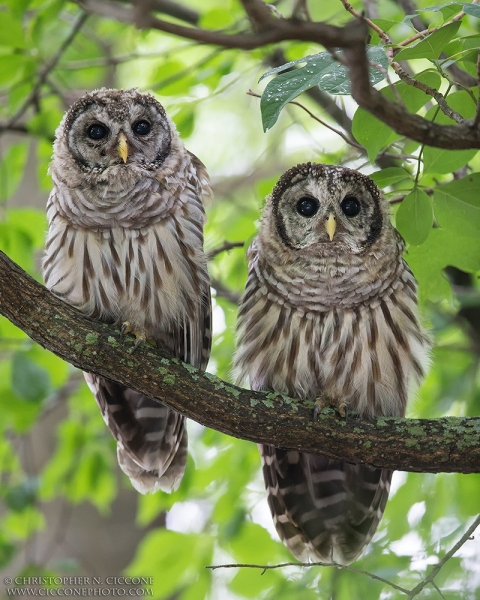 Barred Owl