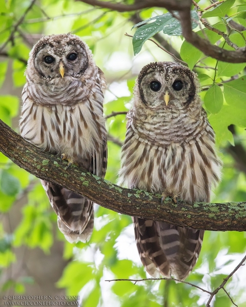 Barred Owl