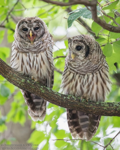 Barred Owl