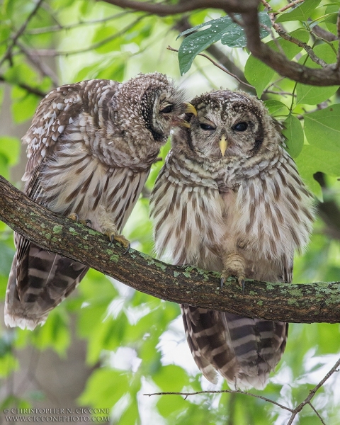 Barred Owl