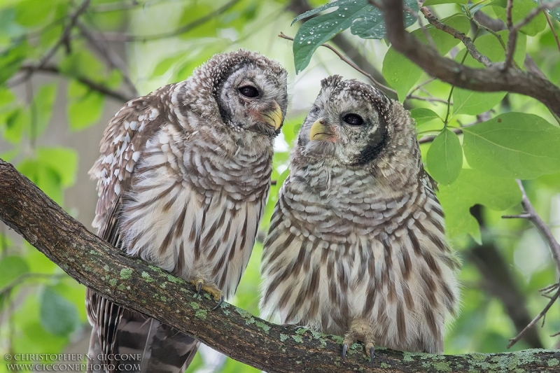 Barred Owl