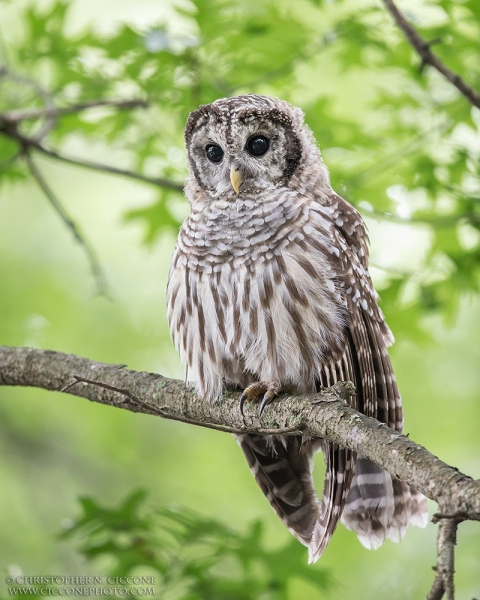 Barred Owl