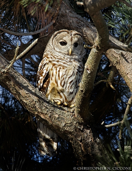 Barred Owl