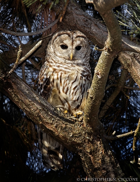 Barred Owl