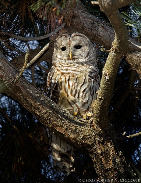 Barred Owl