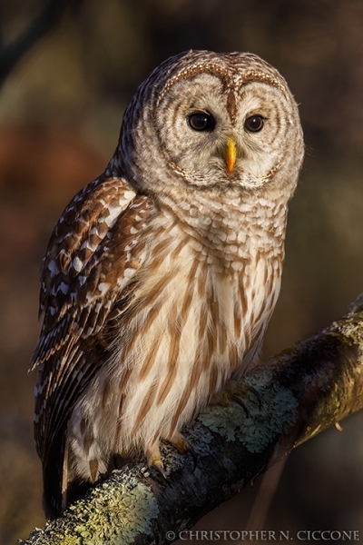 Barred Owl