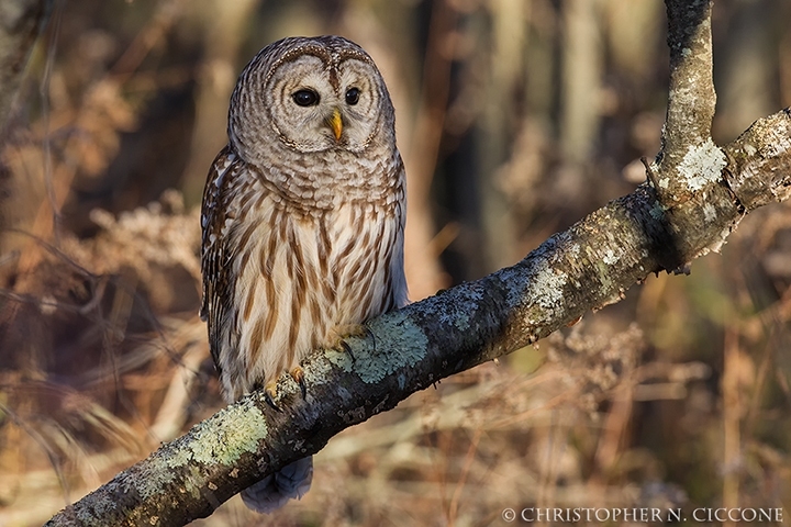 Barred Owl