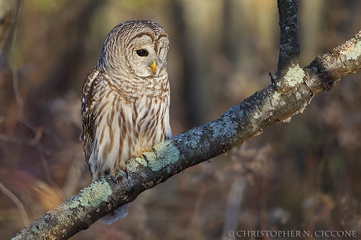 Barred Owl