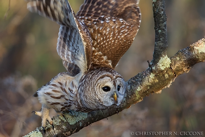 Barred Owl