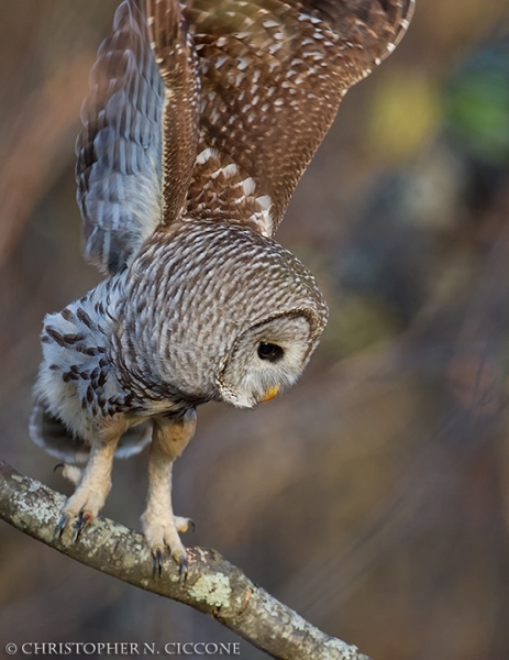 Barred Owl