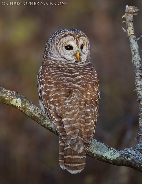 Barred Owl