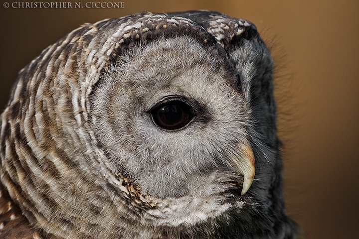 Barred Owl (captive)