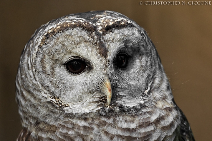 Barred Owl (captive)