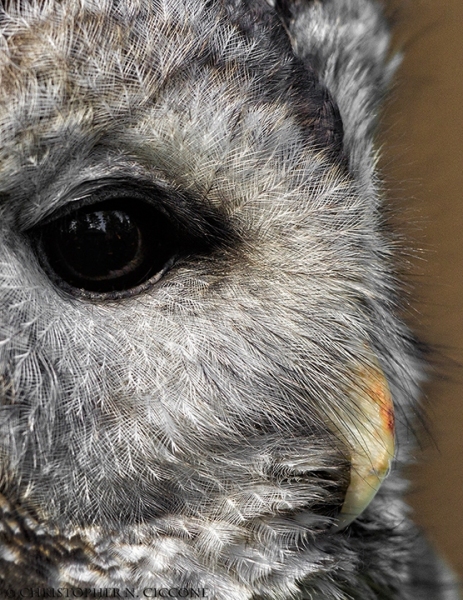 Barred Owl (captive)