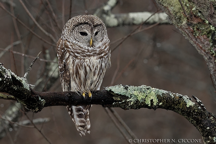 Barred Owl