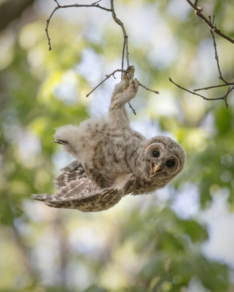 Barred Owl