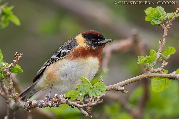 Bay-breasted Warbler