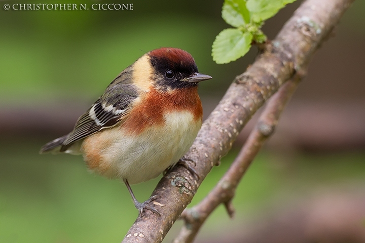 Bay-breasted Warbler