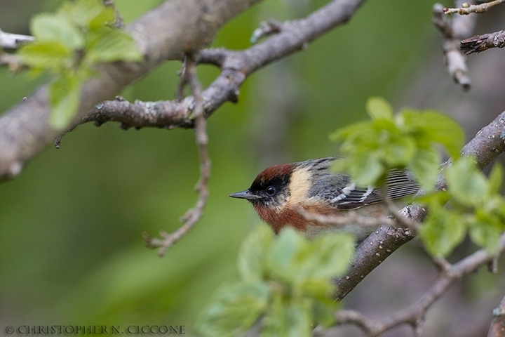 Bay-breasted Warbler