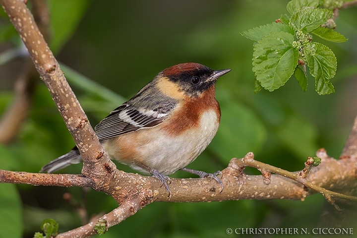 Bay-breasted Warbler