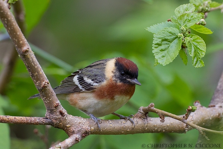 Bay-breasted Warbler