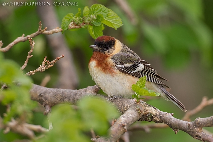 Bay-breasted Warbler