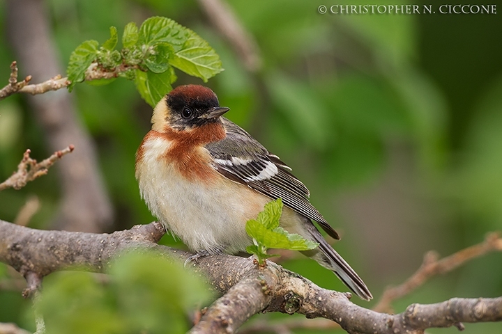 Bay-breasted Warbler