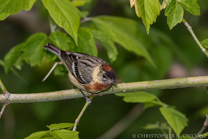 Bay-breasted Warbler