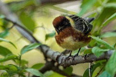 Bay-breasted Warbler