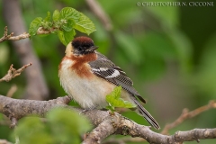 Bay-breasted Warbler
