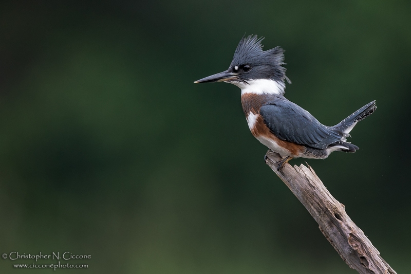 Belted Kingfisher